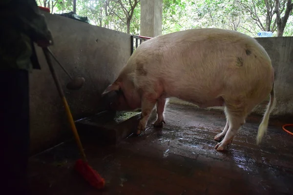 Vista Del Zhu Jianqiang También Conocido Como Cerdo Voluntad Fuerte —  Fotos de Stock