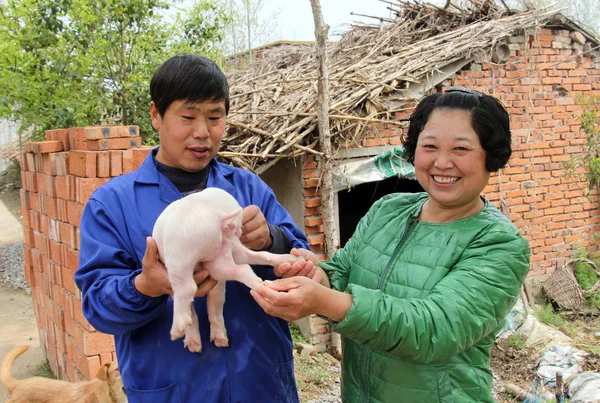 2017年4月11日 中国东部安徽省博阳市吴阳县贡吉西镇一个养猪场 一名中国男子抱着一只六脚小猪 — 图库照片