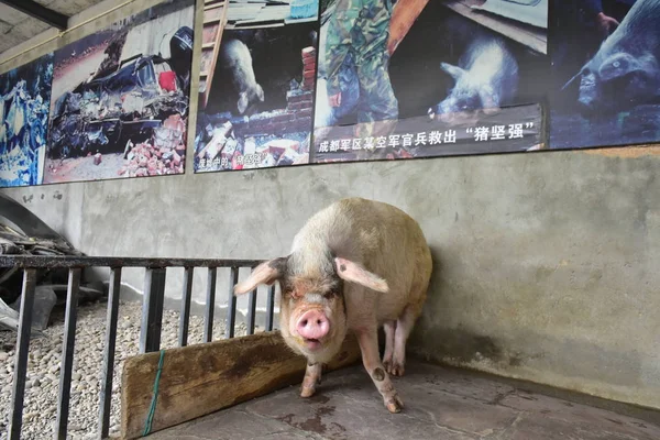 中国南西部四川省成都市の江川博物館で 強い意志の豚 としても知られる周江城の眺め 2017年3月3日 — ストック写真