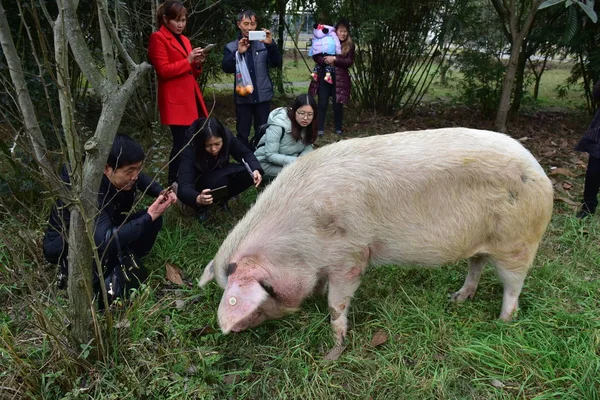 Los Turistas Chinos Toman Fotos Para Zhu Jianqiang También Conocido —  Fotos de Stock