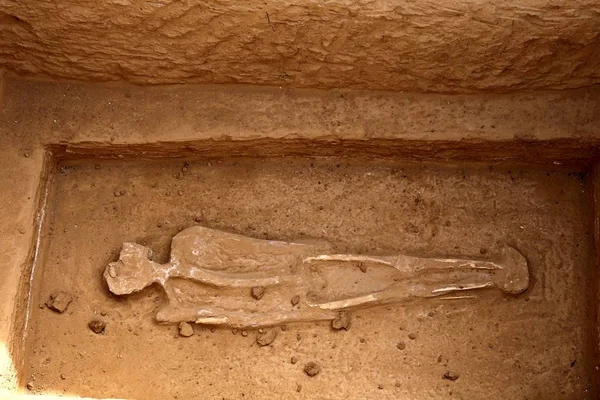 Esqueleto Una Posición Extraña Representa Una Tumba Dinastía Zhou Oriental — Foto de Stock