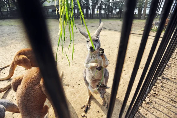 Kangaroos Scramble Grass Zoo Wuhan City Central China Hubei Province — стоковое фото