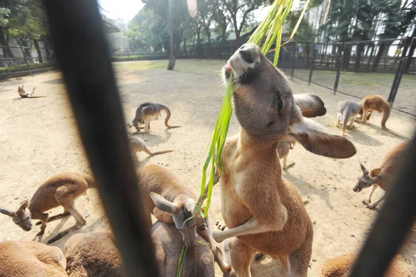 Kangaroos Scramble Grass Zoo Wuhan City Central China Hubei Province — стоковое фото