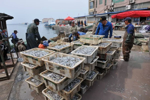 Pescadores Descarregar Macarrão Peixes Xiaogang Cais Cidade Qingdao Leste China — Fotografia de Stock
