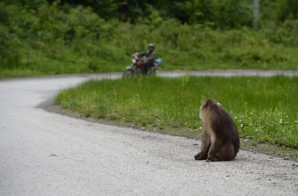 Małpa Widzi Letni Chińczyk Zhang Shiquan Jazdy Motocyklem Malowniczej Dzielnicy — Zdjęcie stockowe