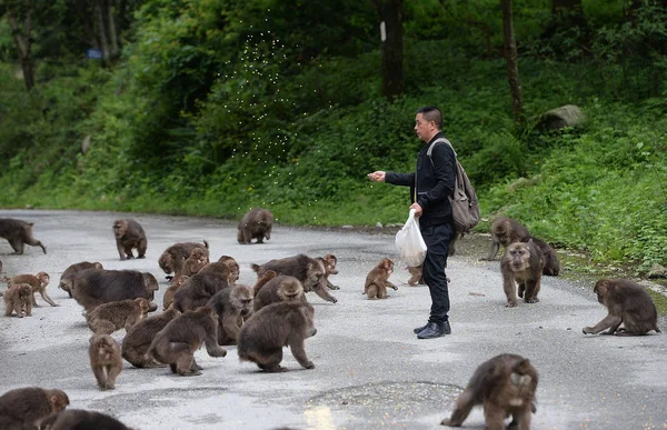 Zhang Shiquan Hombre Chino Años Alimenta Monos Con Cacahuetes Pintoresca — Foto de Stock