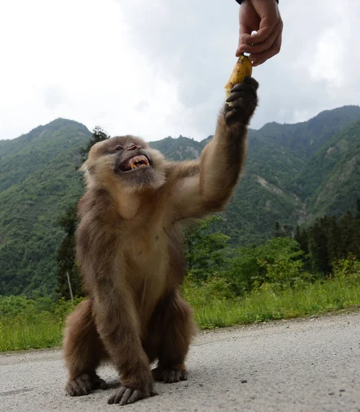 Homem Chinês Anos Zhang Shiquan Alimenta Macaco Com Uma Banana — Fotografia de Stock