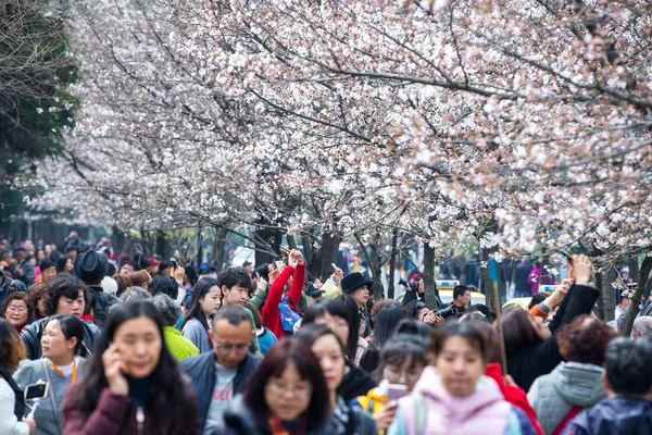 Pessoas Gostam Flores Cerejeira Estrada Jimingsi Cidade Nanjing Província Jiangsu — Fotografia de Stock