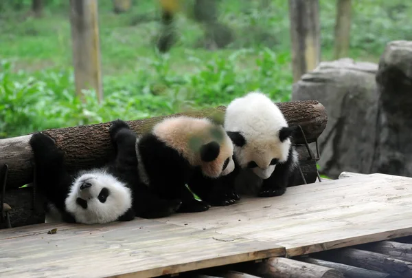 Riesenpanda Junge Bao Bei Und Liang Yue Spielen Zoo Von — Stockfoto