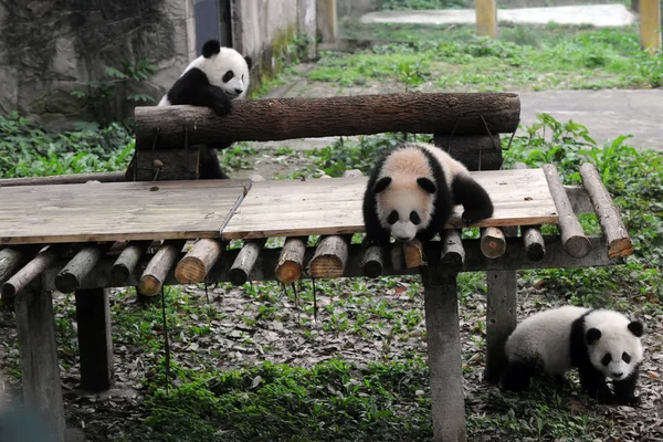 Óriás Panda Kölykök Bao Bei Liang Yue Játszanak Chongqing Zoo — Stock Fotó