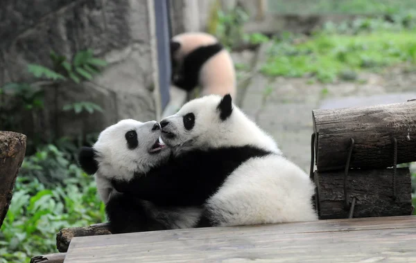 Gigantyczne Panda Cubs Bao Bei Liang Yue Grać Chongqing Zoo — Zdjęcie stockowe