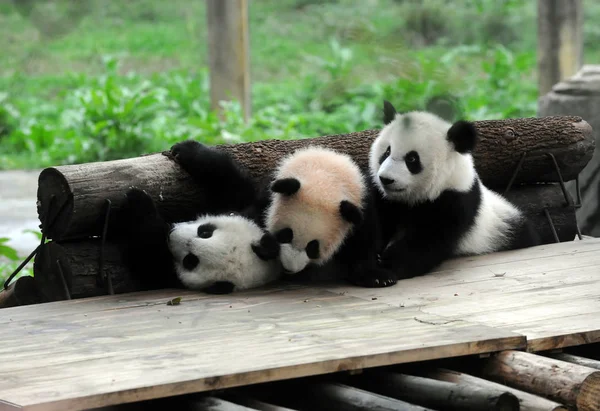 Óriás Panda Kölykök Bao Bei Liang Yue Játszanak Chongqing Zoo — Stock Fotó