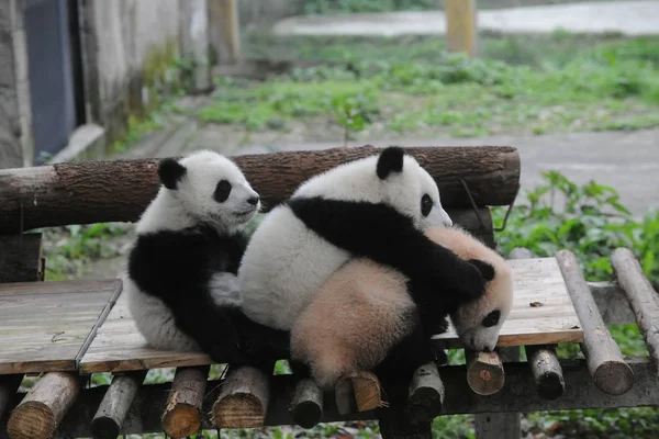 Riesenpanda Junge Bao Bei Und Liang Yue Spielen Zoo Von — Stockfoto