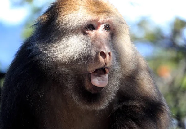 Macaco Cauda Toco Também Conhecido Como Macaco Urso Saúda Turistas — Fotografia de Stock