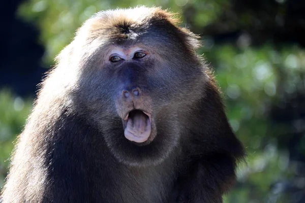 Macaco Cola Muñón También Conocido Como Oso Macaco Saluda Los — Foto de Stock