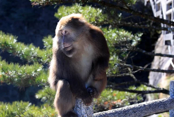 Stubbe Tailed Makaker Även Känd Som Björnen Makak Hälsar Turister — Stockfoto