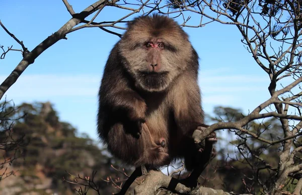 Stump Tailed Macaque Also Known Bear Macaque Greets Tourists Different — Stock Photo, Image