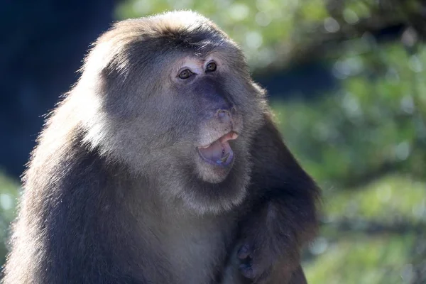 Macaque Queue Tronquée Également Connu Sous Nom Ours Macaque Accueille — Photo