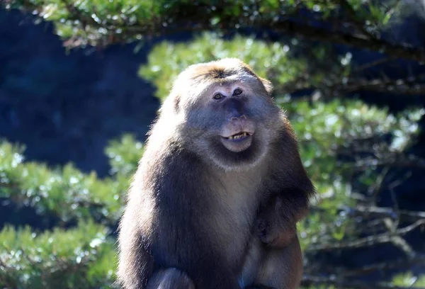 A stump-tailed macaque, also known as bear macaque, greets tourists with different expressions in the Huangshan Mountain scenic spot in Huangshan city, east China\'s Anhui province, 6 January 2019