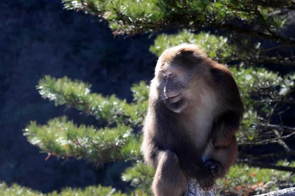 Macaco Cola Muñón También Conocido Como Oso Macaco Saluda Los — Foto de Stock