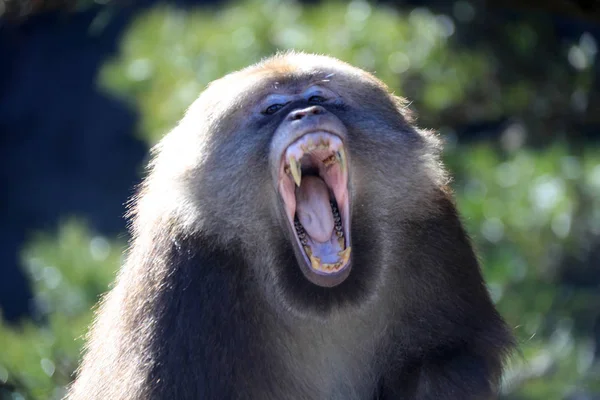Monyet Berekor Tunggul Juga Dikenal Sebagai Monyet Beruang Menyapa Para — Stok Foto