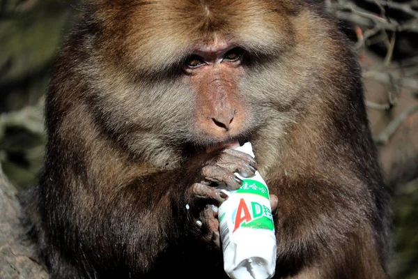 Macaco Cauda Toco Também Conhecido Como Macaco Urso Saúda Turistas — Fotografia de Stock
