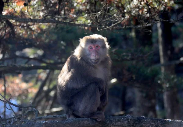 Macaque Queue Tronquée Également Connu Sous Nom Ours Macaque Accueille — Photo