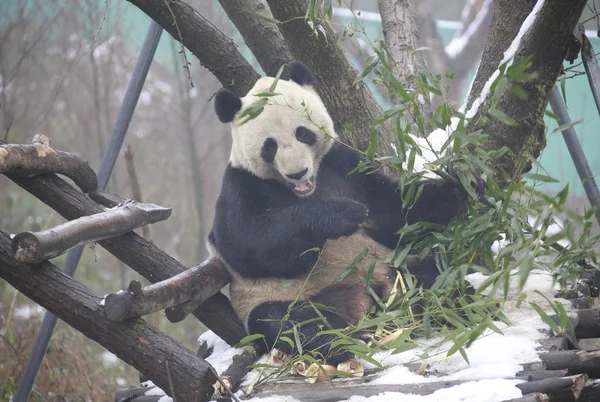 Panda Velká Yuntao Hraje Zemi Pokryté Sněhem Sněžení Huaying Mountain — Stock fotografie