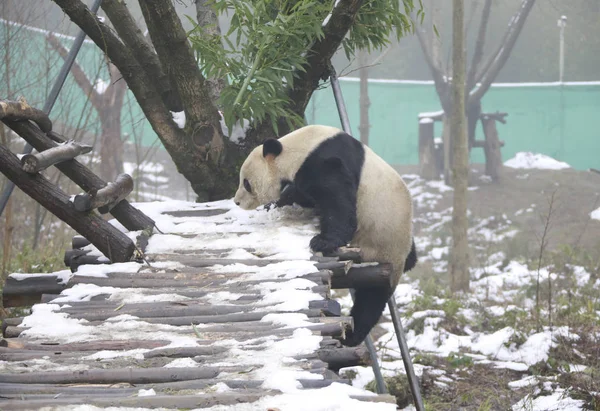Óriás Panda Yuntao Játszik Havas Talajon Miután Hóesés Huaying Hegyi — Stock Fotó