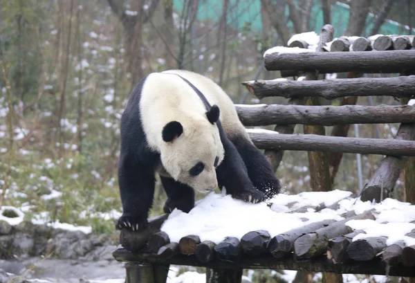 2019年1月6日 中国西南四川省广安市华恩山大熊猫野生训练基地发生降雪后 大熊猫 在被雪覆盖的地面上玩耍 — 图库照片