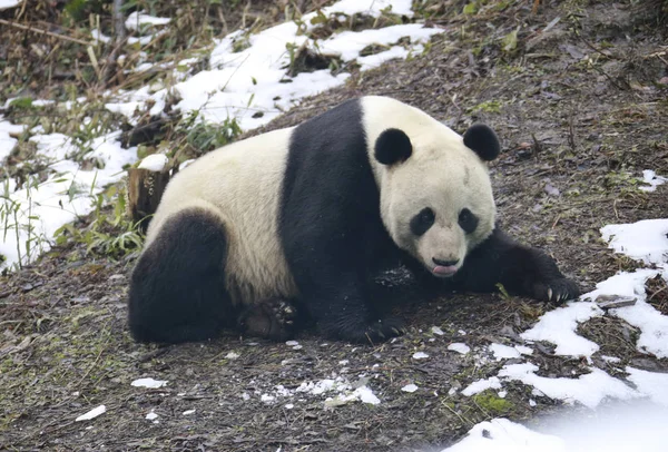 2019年1月6日 中国西南四川省广安市华恩山大熊猫野生训练基地发生降雪后 大熊猫 在被雪覆盖的地面上玩耍 — 图库照片