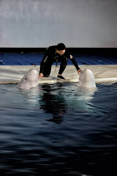 Ceremony Held Say Goodbye Two Beluga Whales Who Relocated Sanctuary — Stock Photo, Image