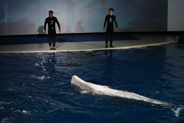 Μια Τελετή Γίνεται Για Αποχαιρετίσει Τις Δύο Φάλαινες Μπελούγκα Που — Φωτογραφία Αρχείου