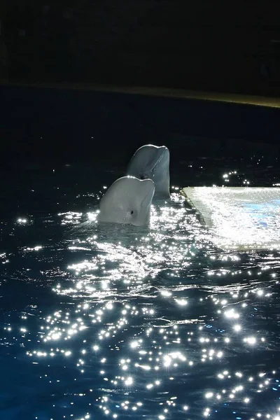 Ceremony Held Say Goodbye Two Beluga Whales Who Relocated Sanctuary — Stock Photo, Image