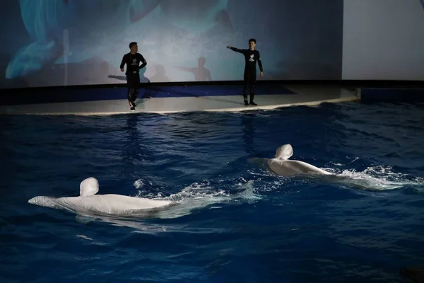 Uma Cerimônia Realizada Para Dizer Adeus Duas Baleias Beluga Que — Fotografia de Stock