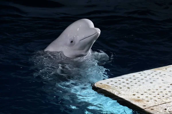 Ceremony Held Say Goodbye Two Beluga Whales Who Relocated Sanctuary — Stock Photo, Image