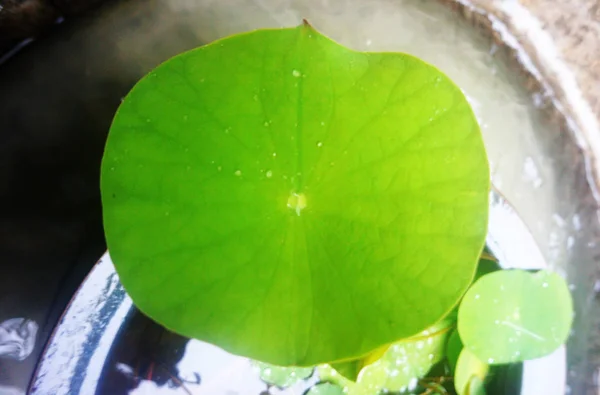 Lotus Cultivé Partir Une Graine Datant Dynastie Song 960C1279 Pousse — Photo