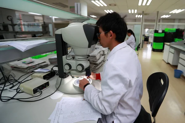 一位中国研究人员在中国科学院昆明植物研究所 Cas 在昆明建立的西南野生物种种质库用高功率显微镜观察植物种子时 将其摘下 — 图库照片