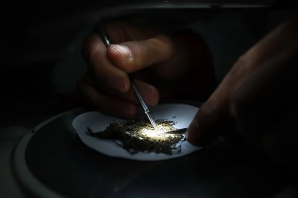 Китайский Исследователь Обрывает Семена Растений Наблюдая Мощным Микроскопом Юго Западном — стоковое фото