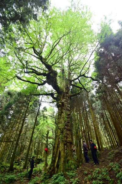 Funcionários Chineses Olham Para Árvore Gingko Macho Uma Fazenda Florestal — Fotografia de Stock