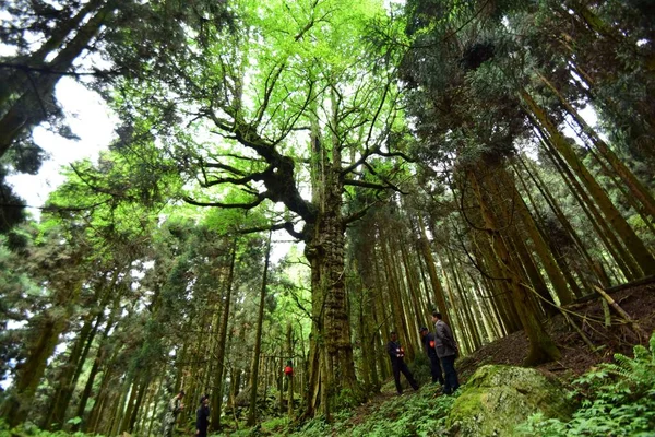 Funcionários Chineses Olham Para Árvore Gingko Macho Uma Fazenda Florestal — Fotografia de Stock