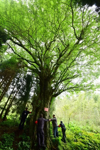 2017年5月5日 中国员工在中国中部湖南省钦州市的一个林场测量雌性银杏树 — 图库照片