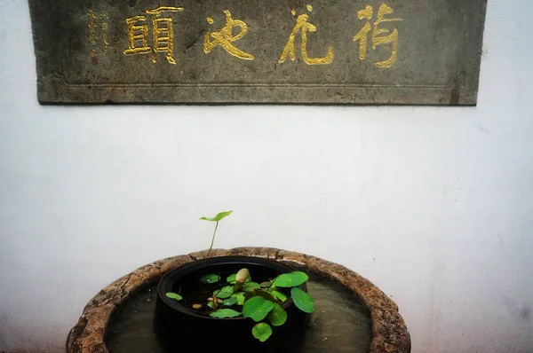 2017年5月8日 中国東部の浙江省杭州市の杭州西湖近くの野外に研究室内から移動した後 ソン王朝 960C1279 にさかのぼる種子から育った蓮は 堅牢に成長します — ストック写真