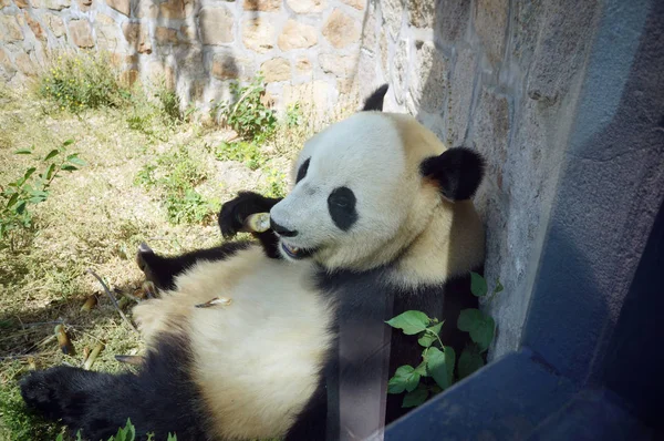 Panda Gigante Come Brotes Bambú Zoológico Beijing Beijing China Mayo — Foto de Stock