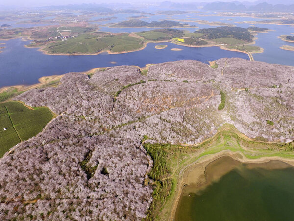 Aerial View Cherry Blossoms Pingba County Anshun City Southwest China — Stock Photo, Image