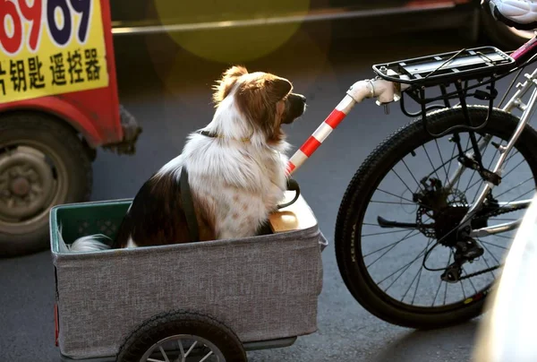 Chinese Cyclist Walks His Pet Dog Mini Size Two Wheeled — Stock Photo, Image