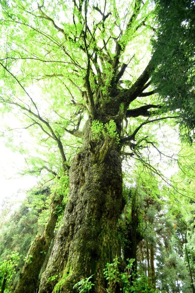 男性のイチョウの木は中国の湖南省チェンヂョウ市の森林農場で描かれています 月2017 — ストック写真