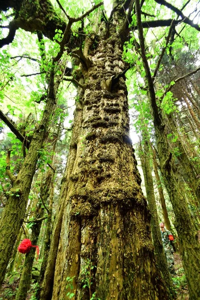 Męskie Drzewo Gingko Jest Zdjęciu Farmie Leśnej Chenzhou Miasta Centralnej — Zdjęcie stockowe