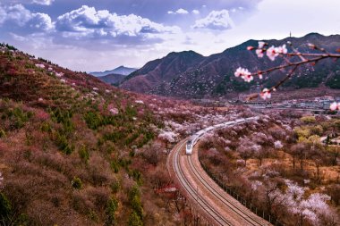 A CRH (China Railway High-speed) bullet train travels through the peach flower sea near the Juyong Pass of the Juyongguan Great Wall in Beijing, China, 27 March 2017.   clipart