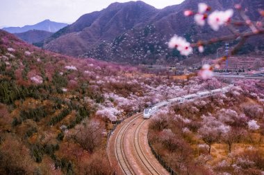 A CRH (China Railway High-speed) bullet train travels through the peach flower sea near the Juyong Pass of the Juyongguan Great Wall in Beijing, China, 27 March 2017.   clipart